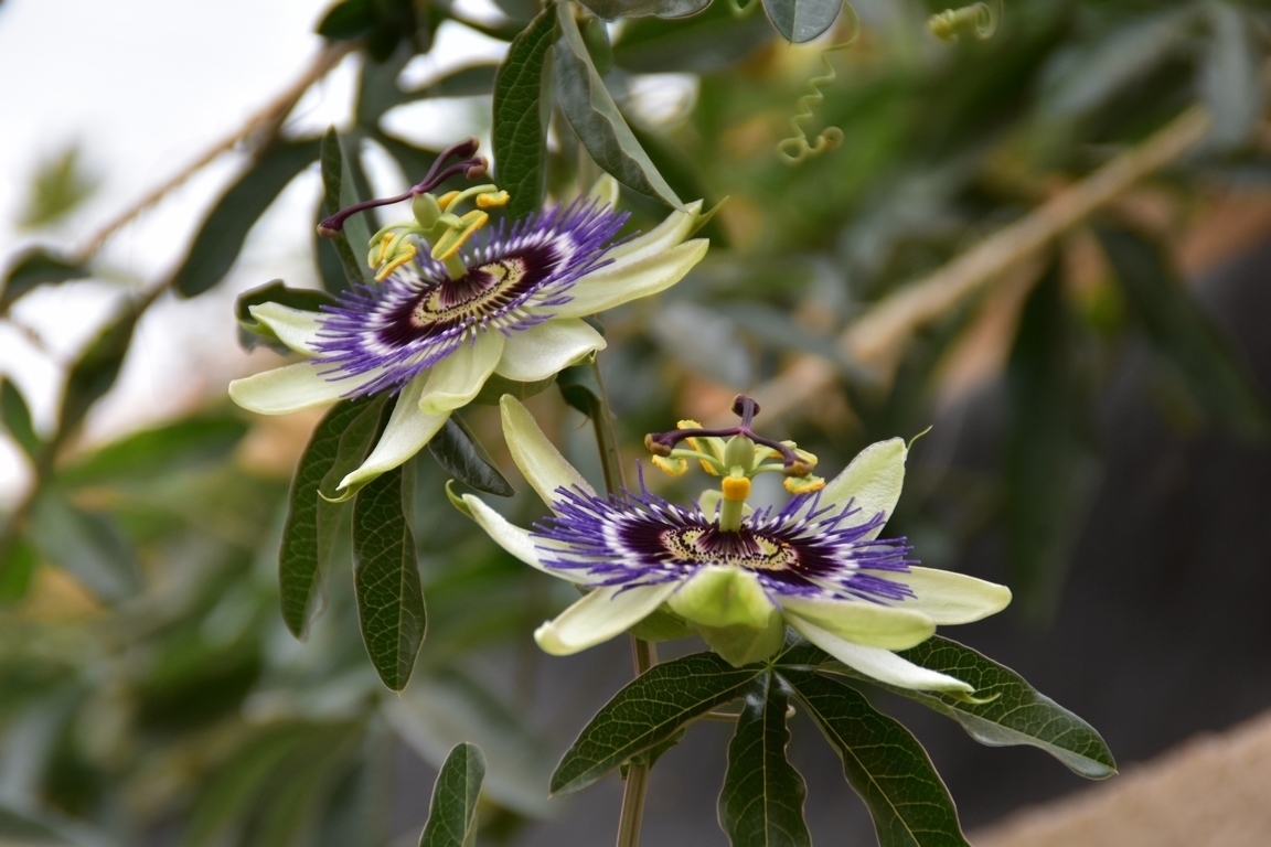 Tisane à La Plante Passiflora Caerulea